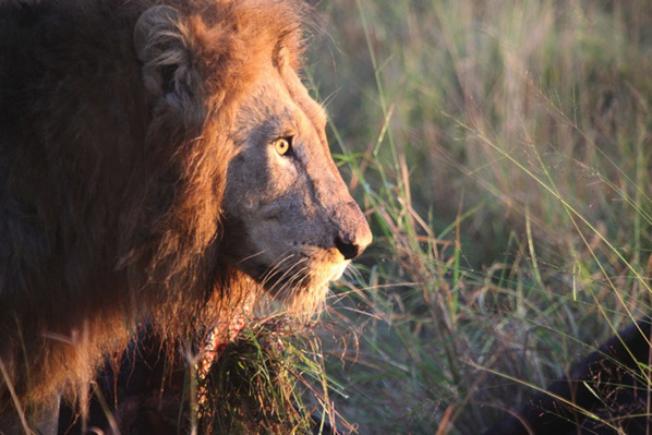 Guest Lion Guest Lion