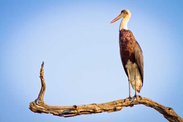 Guest Stork Guest Stork