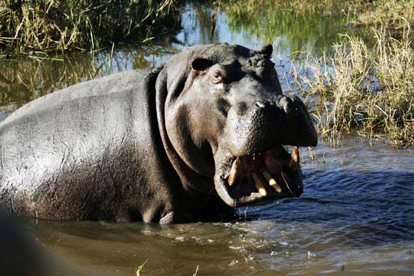 Hippo On Safari