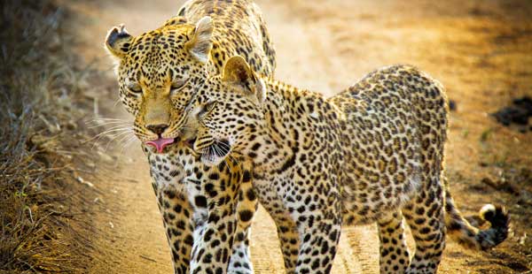 Jens Leopard Sabi Jens Leopard Sabi
