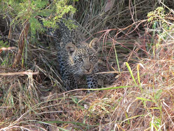 Leopard Cub Leopard Cub