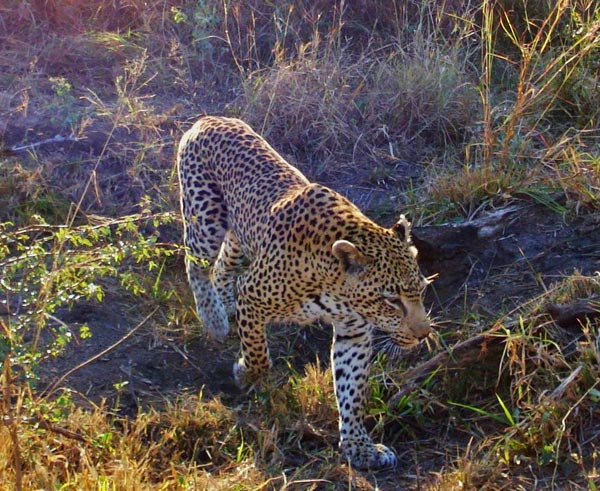Leopard Walking On Game Drive Guest Leopard Walking On Game Drive Guest