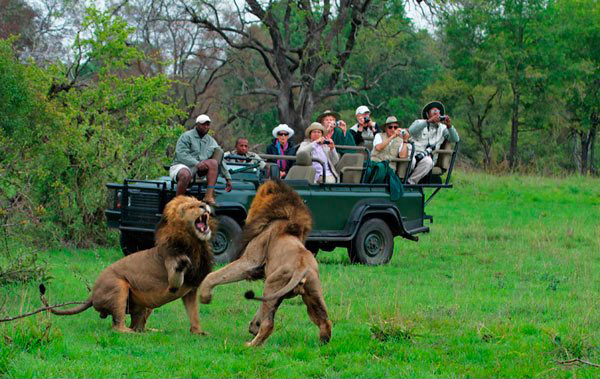 Lionsfight Sabi Sabi Lionsfight Sabi Sabi