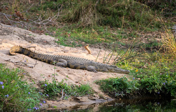 Nile Croc Marcus Nile Croc Marcus