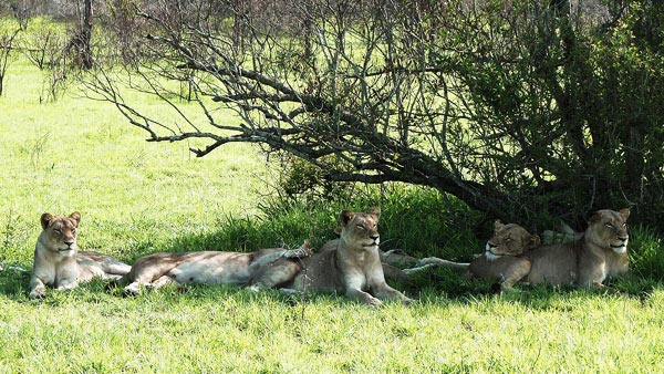 Pride Of Lions On Safari