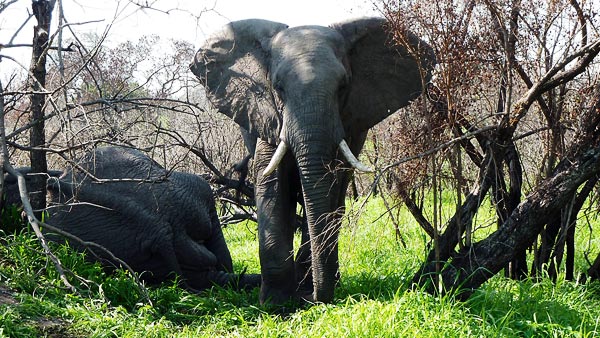 Smiths Elephant At Sabisabi Smiths Elephant At Sabisabi