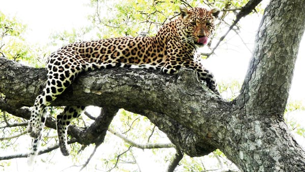 Smiths On Safari Leopard