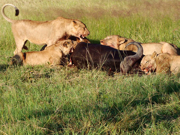 William Avison Lions Sabi Sabi