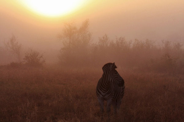 Zebra In Mist Safari Sabi Sabi